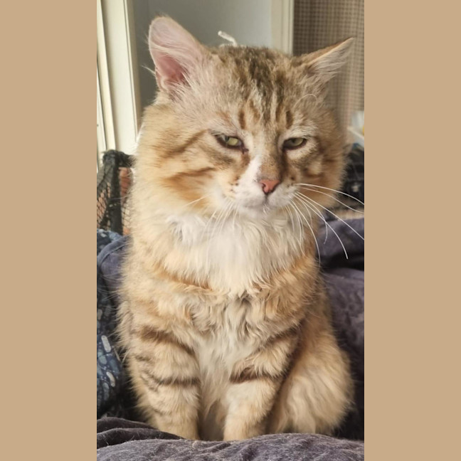 Photo of Lynx