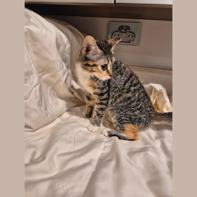 Photo of Kiki