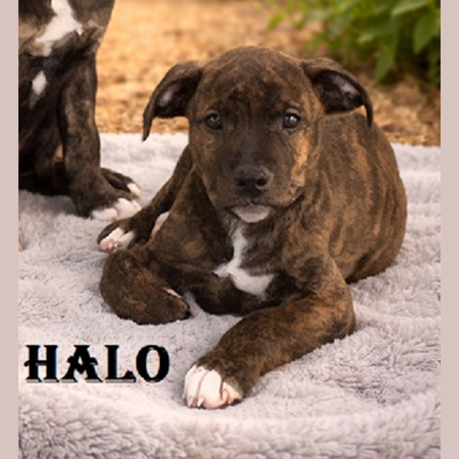 Photo of Halo