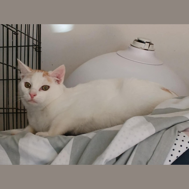 Photo of Gunner 🧡 * 9 Lives Project Rescue*