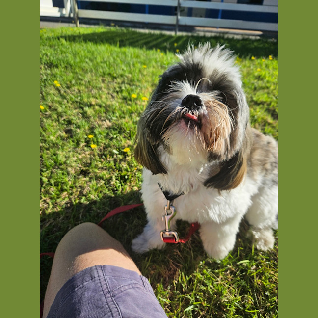 Photo of Alfie