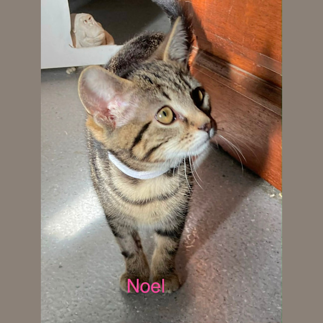 Photo of Noe’l