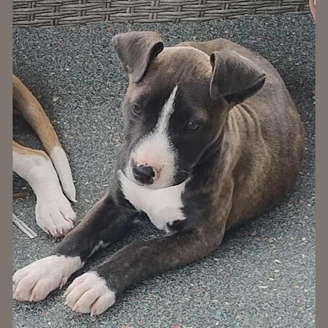 Photo of Tina🥇12 Week Old Staffy X Ridgeback Puppy