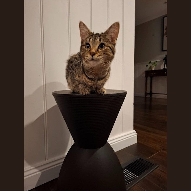 Photo of Olive *9 Lives Project Rescue