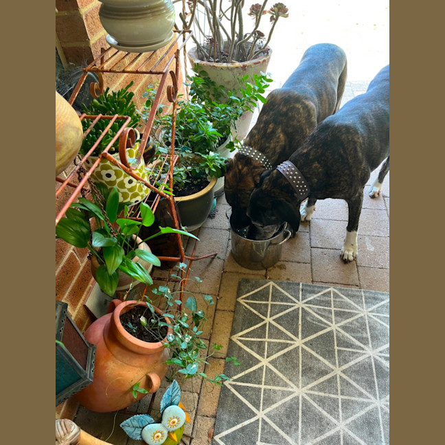 Photo of Luca And Tinka 