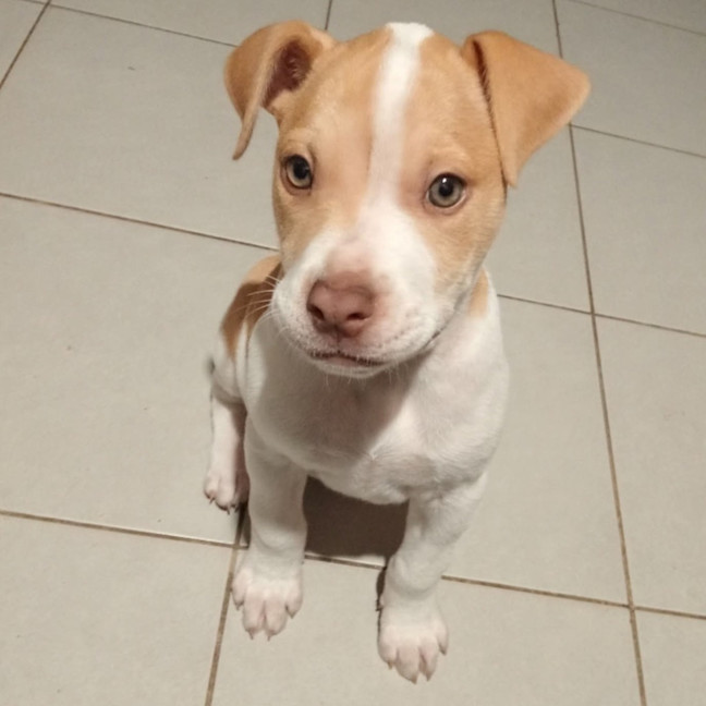 Photo of Gypsy
