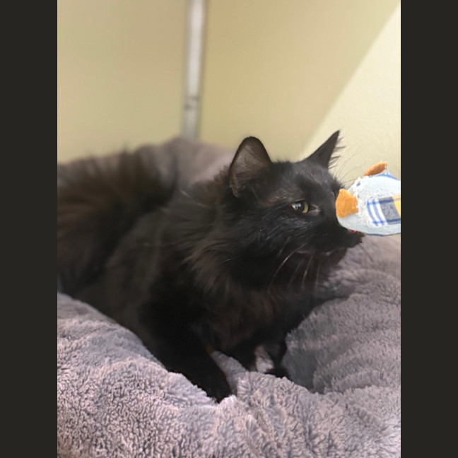 Photo of 🎲 Jeeves 6454 🎲