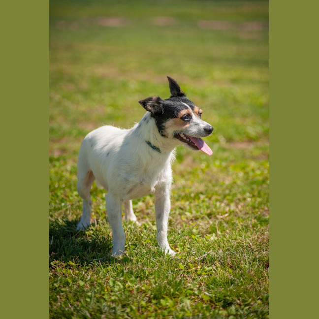 Photo of Dolly