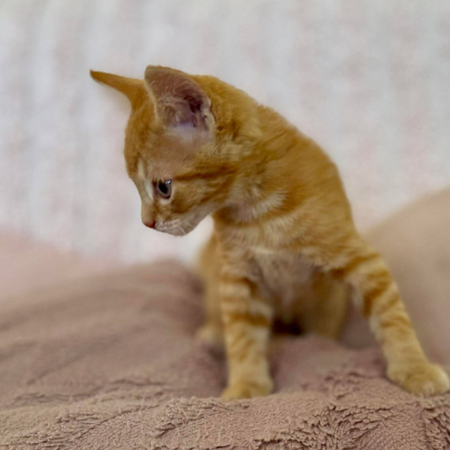 Photo of Harry   In Foster Care In Croydon