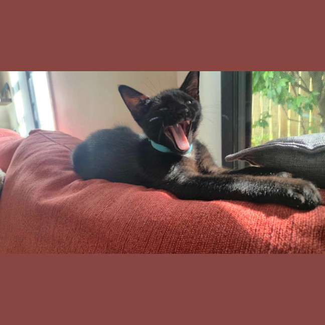 Photo of Mr Purrcival