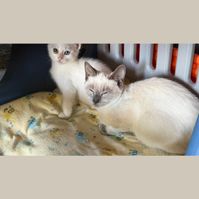 Photo of Cinnamon