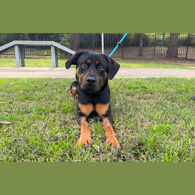 Photo of Sarge