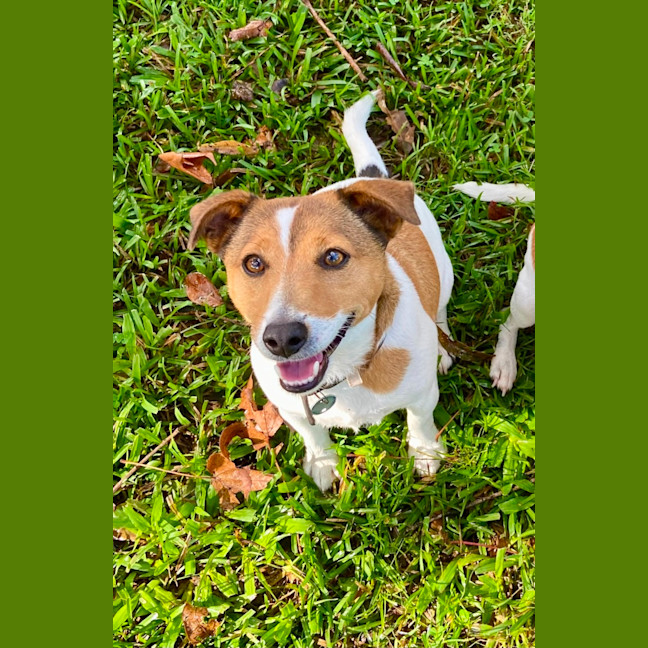 Photo of Ziggy