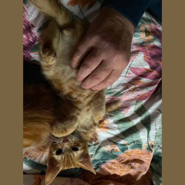 Photo of Spice Chai Meet Me At Pet Stock Carrum Downs