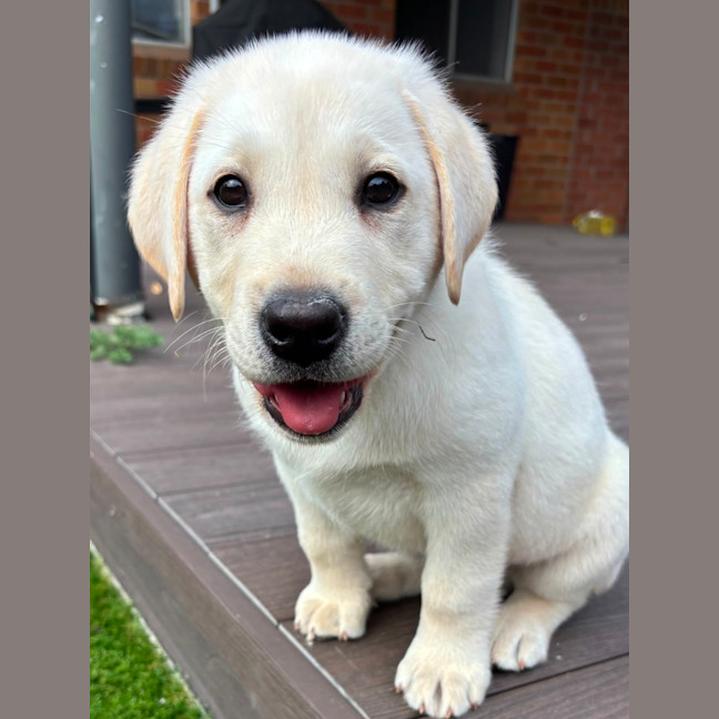 Photo of Alfie   10 Week Old Labrador