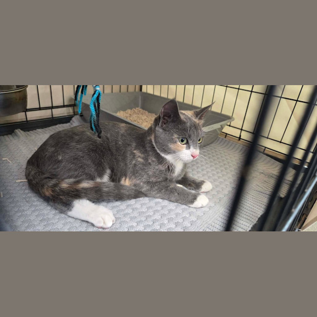 Photo of Calypso