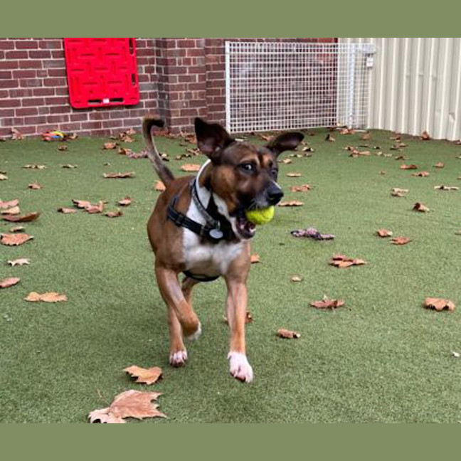 Photo of Moose