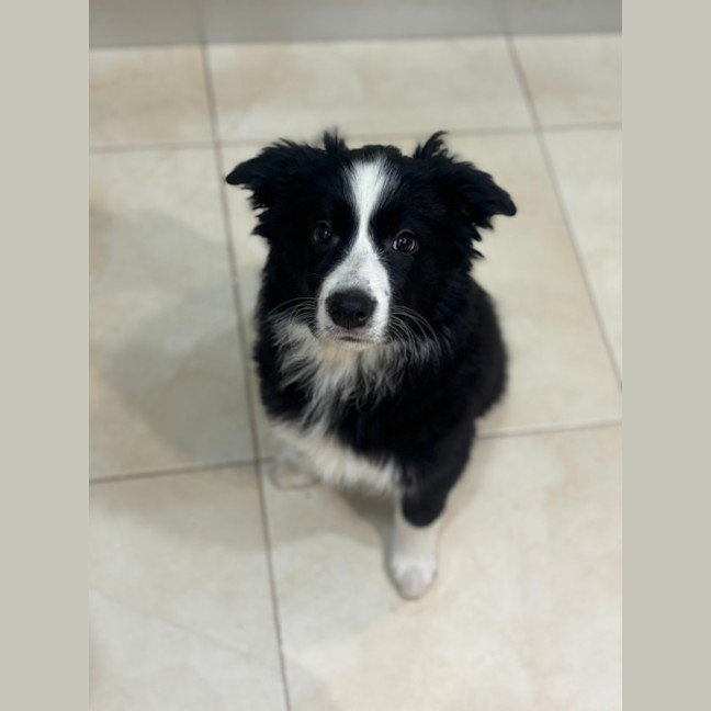 Photo of Meli