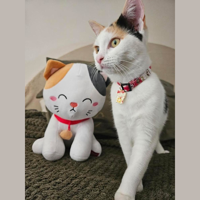 Photo of Sakura