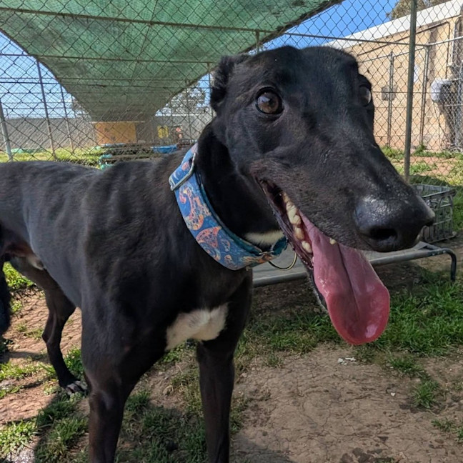 Photo of Tang Mo The Greyhound