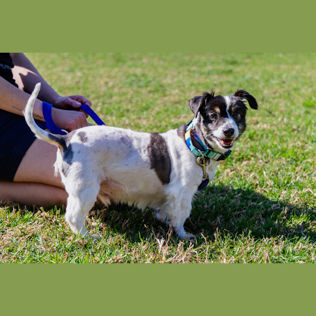 Photo of Bolt