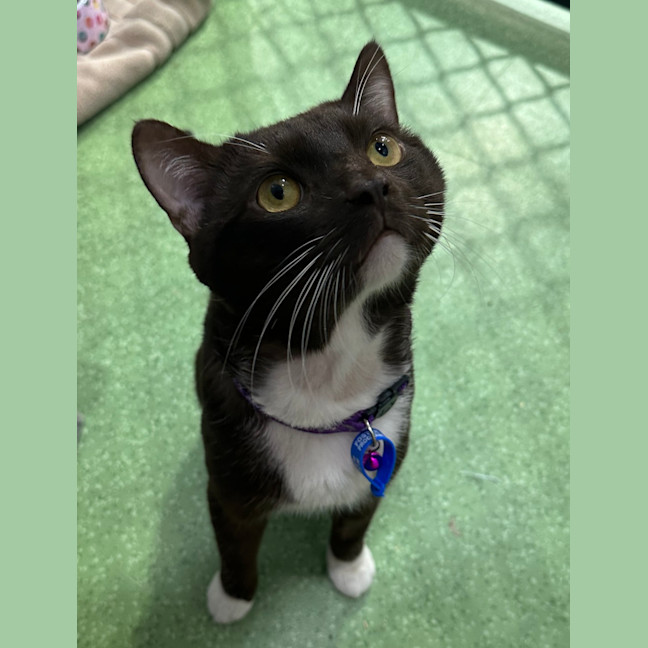 Photo of Romeo