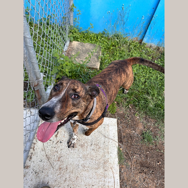 Photo of Honey
