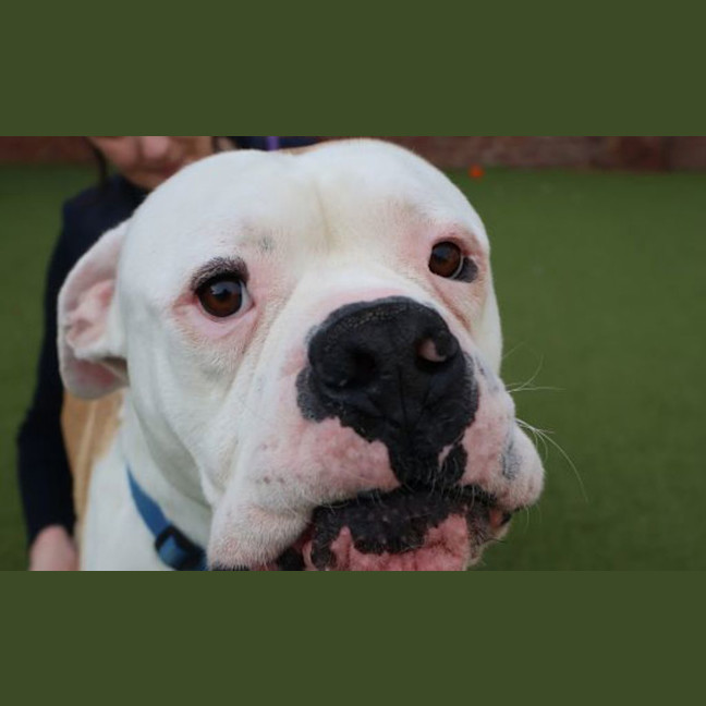 Photo of Mr. Fancy Face 