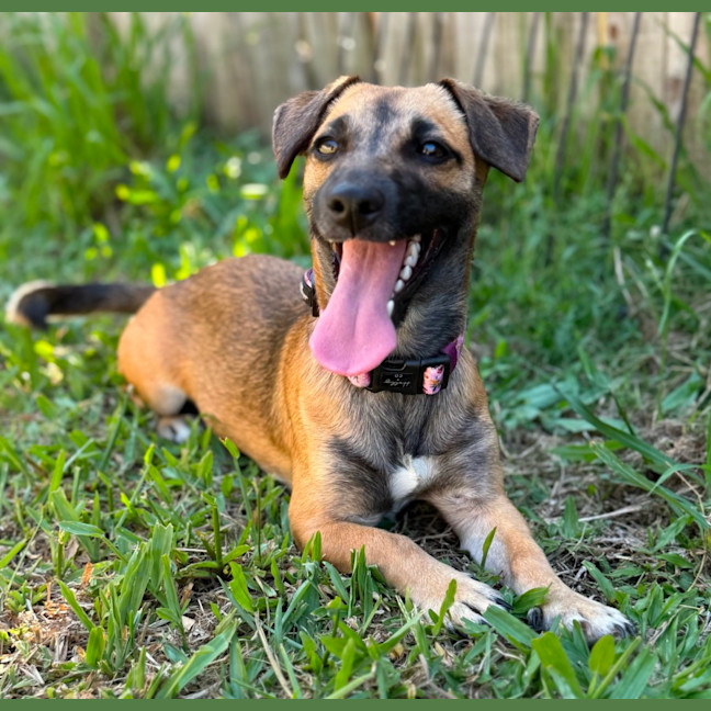 Photo of Bear