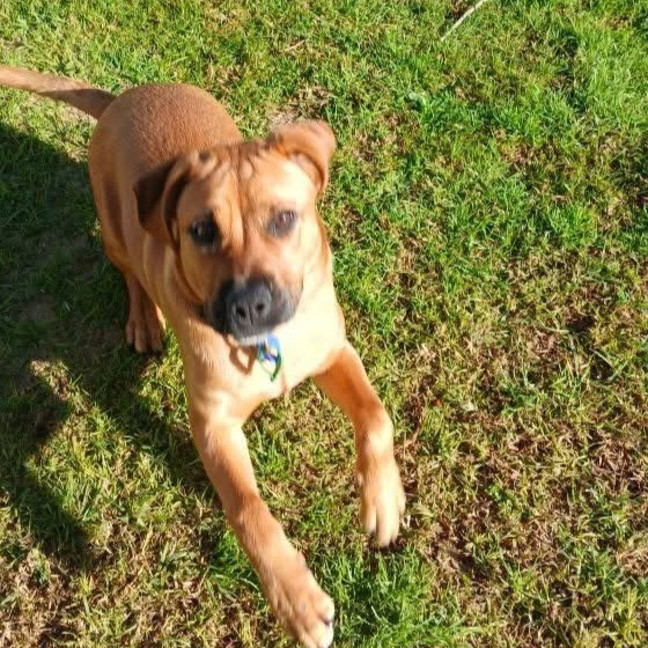 Photo of Alf