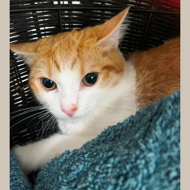 Photo of Little Boss 