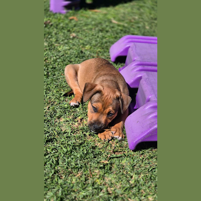 Photo of Schnitzel