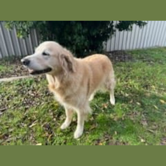 Photo of Missy And Marley