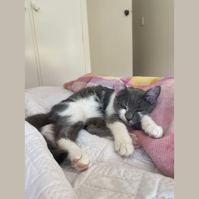 Photo of Chilli & Rambo 