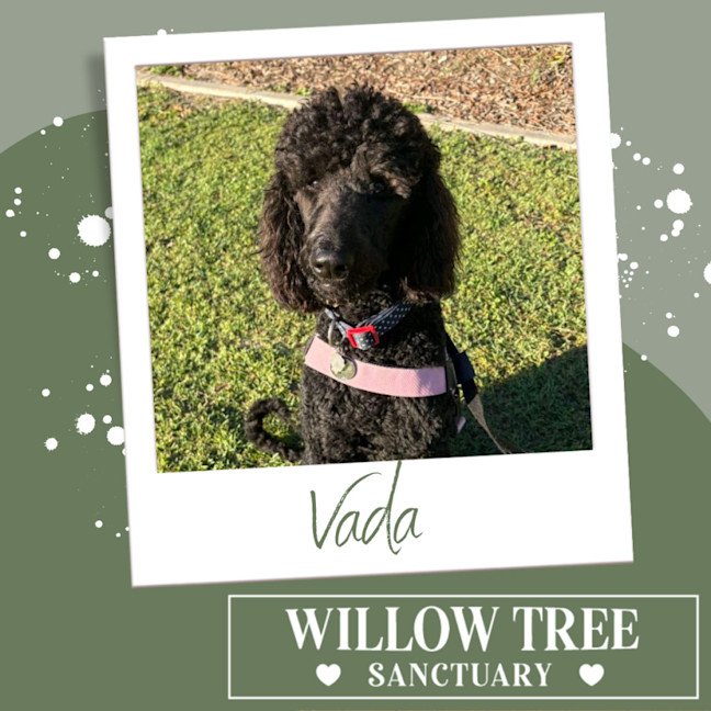 Photo of Vada