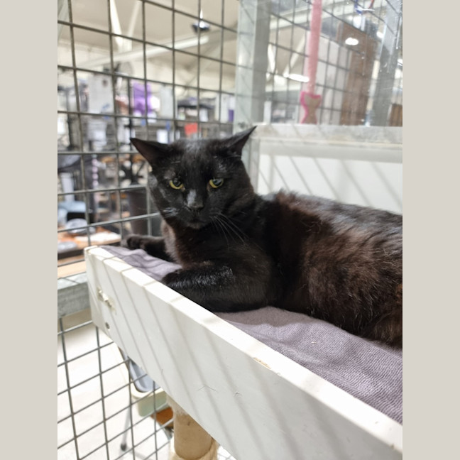 Photo of Baloo