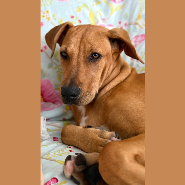 Photo of Brittany *$250 Adoption Fee*