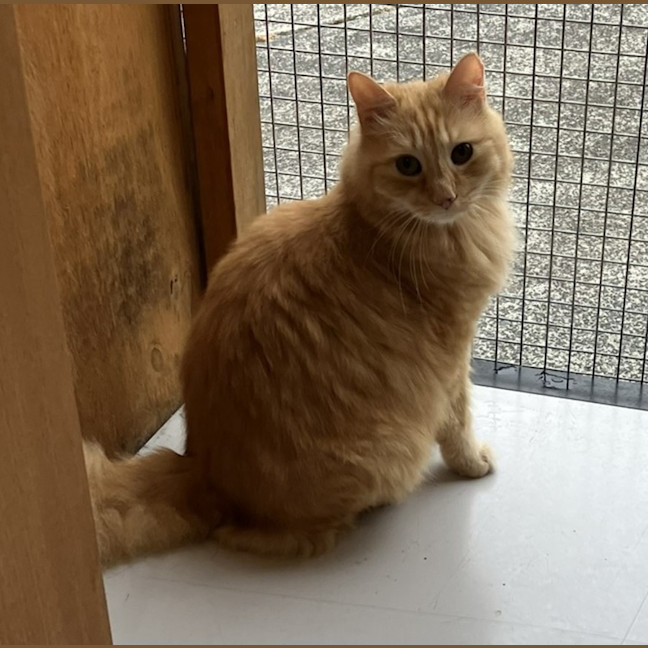Photo of Tiger