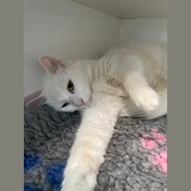 Photo of Marshmallow