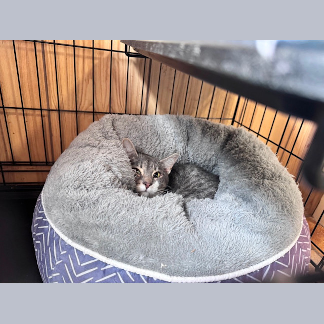 Photo of Binx