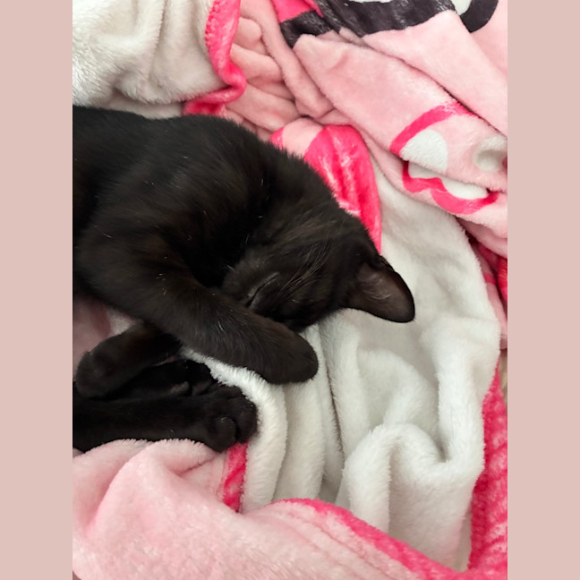 Photo of Shadow