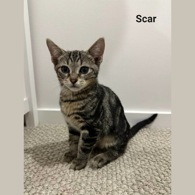 Photo of Scar