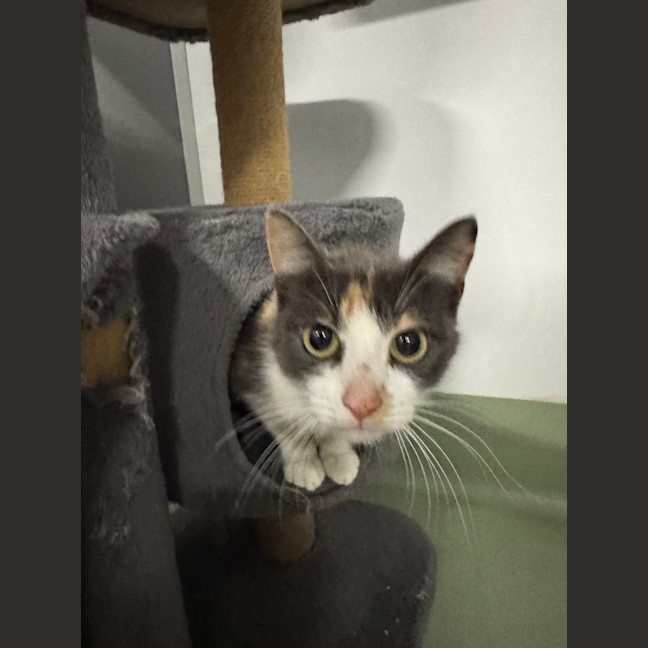Photo of Zelda