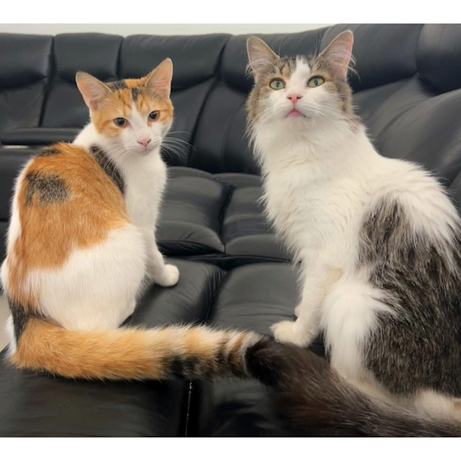 Photo of 12169/70   Marley & Ellie