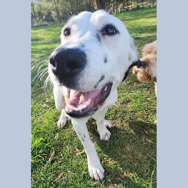 Photo of Dora