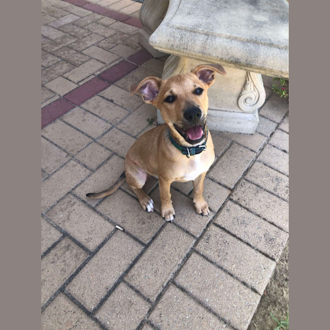 Photo of Buddy (Was Woody)