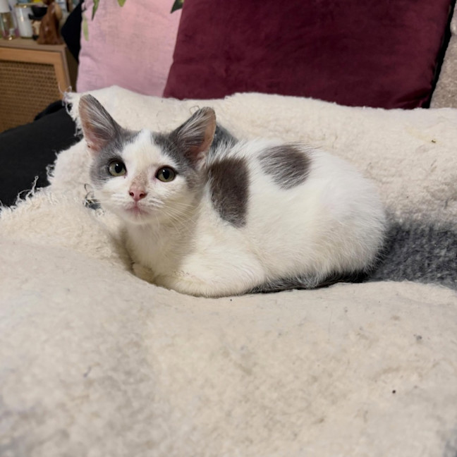 Photo of Charlie