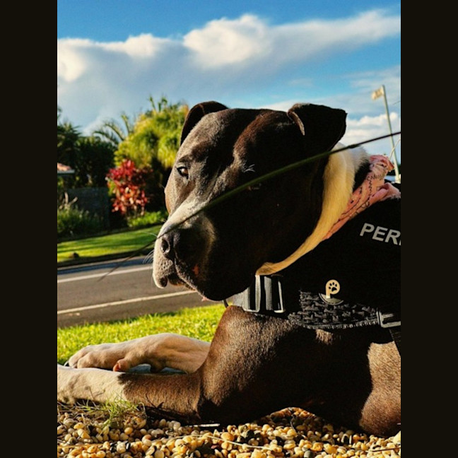 Photo of Perito