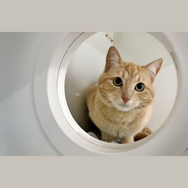 Photo of Cookie