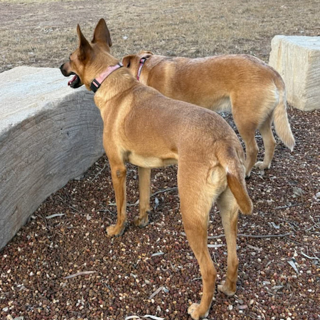 Photo of Candy